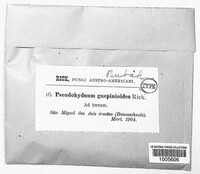 Pseudohydnum guepinioides image